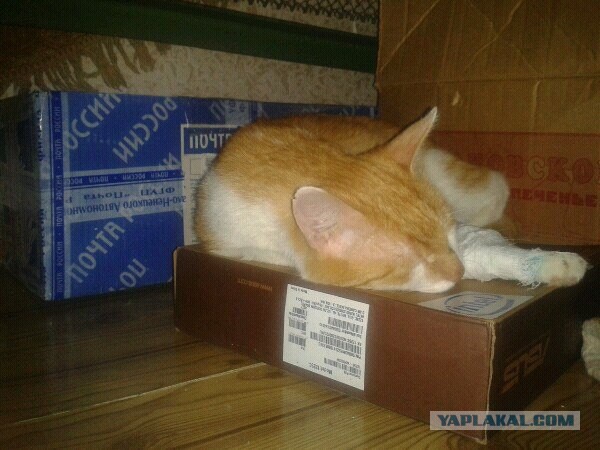 Ищу хозяев для кота (в Уфе)