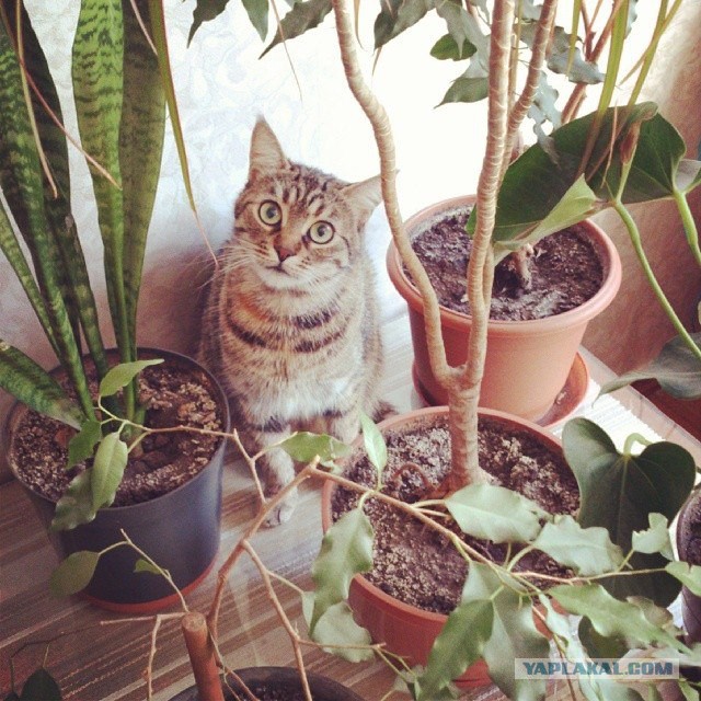 Котовторник 25.02.2014