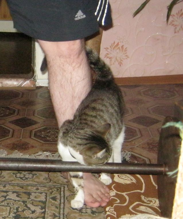 Котовторник   15.04.2014