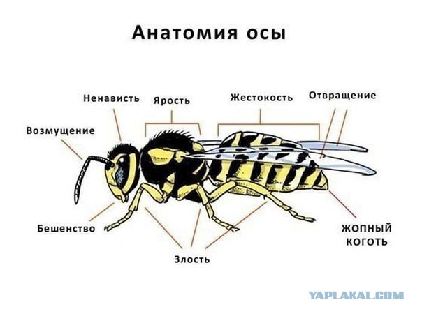 Пчела или Оса?