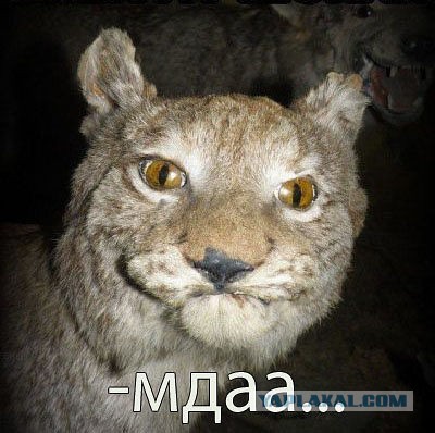 Новый Майдан!