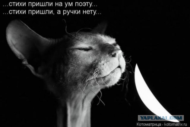 Немного смешных картинок из сети