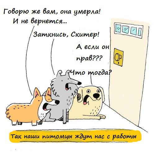 Самый обычный день простой маленькой собачки