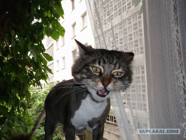Котовторник