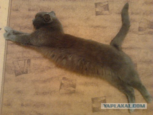 Котовторник
