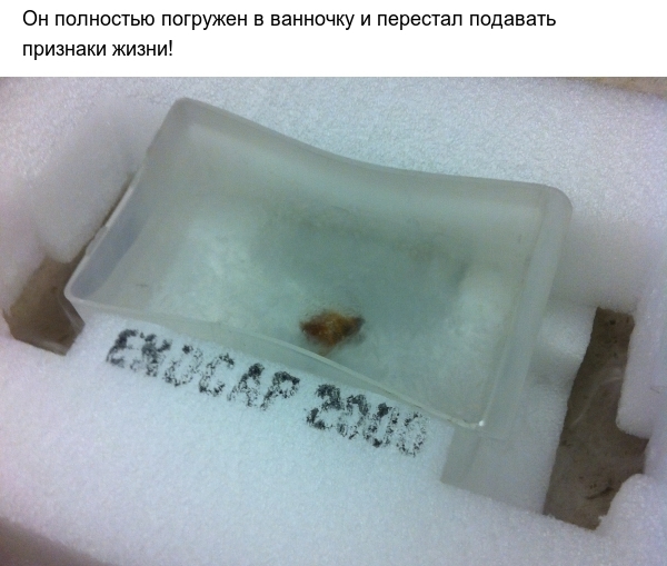 Вас достали тараканы? Есть выход!