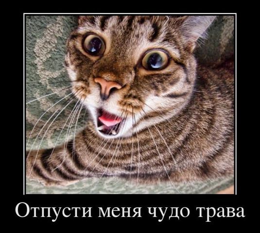 Страшнее кошки зверя нет!