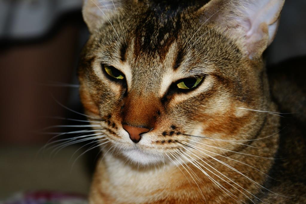 Мем про сальтуху. Сальто мемы. Костян последнее. Блоггер костян. Кот костян кот костян.