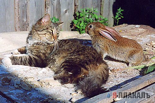Коты, кошки, котята