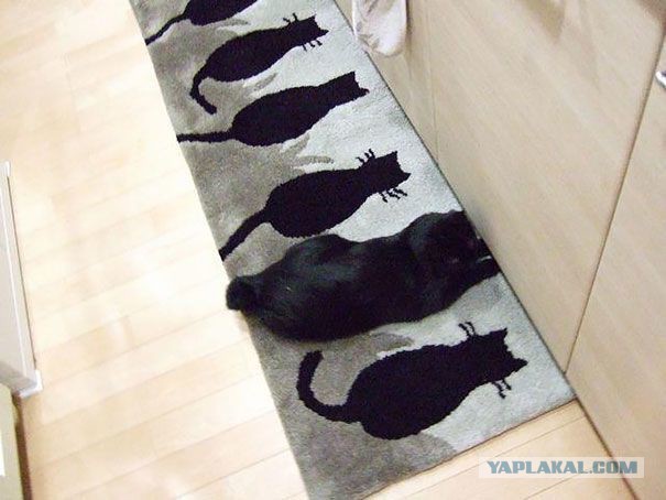 Коты-хамелеоны или чудеса маскировки