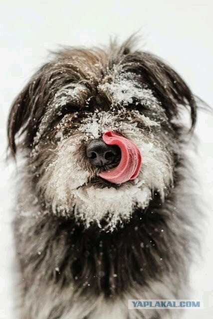 Собакочетверг