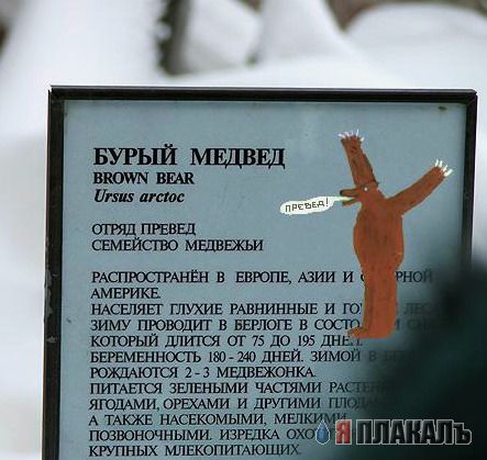 Превед медвед!