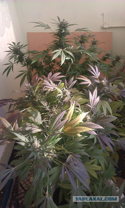 Обращение к наркодиллерам г. Фрязино