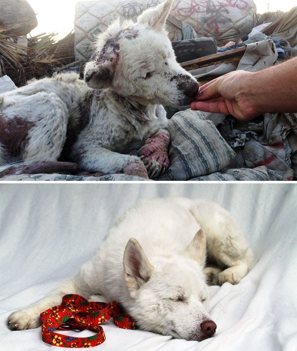 Трогательные фотографии собак, сделанные до и после того, как они обрели свой дом