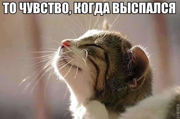 Прикольные животные