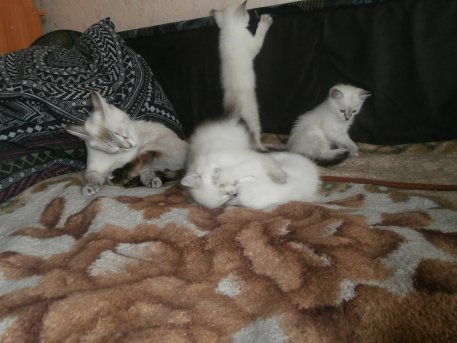 Котовторник 27.09.16