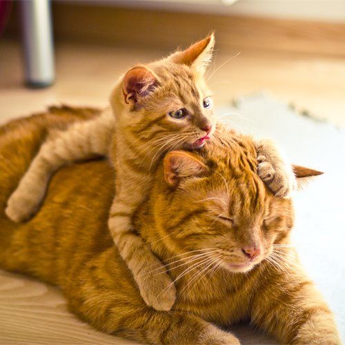 Коты из сети