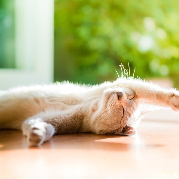Коты и Кошки