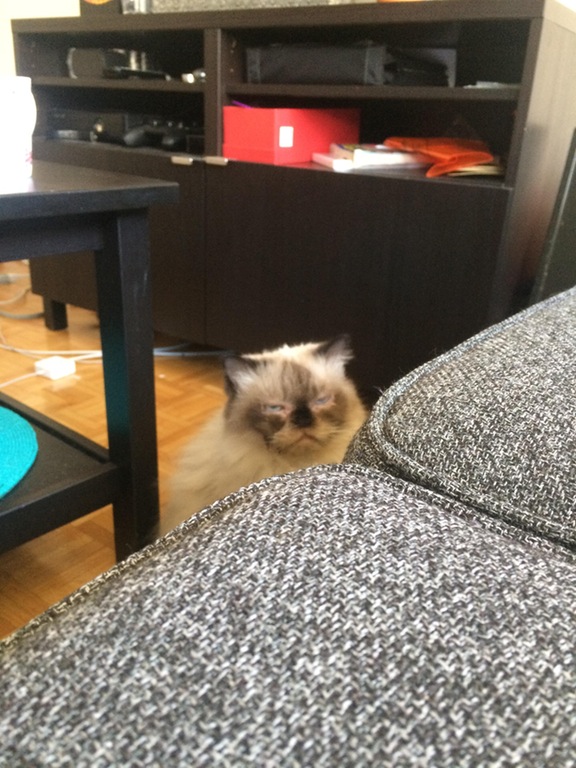 Коты и Кошки