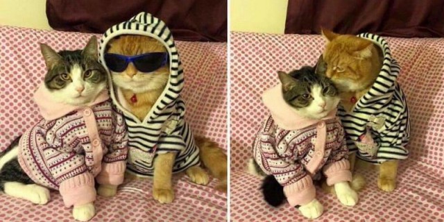 Коты и Кошки