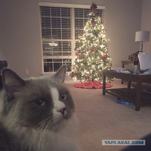 Фотографии кошек на новогодних елках начинают заполнять интернет