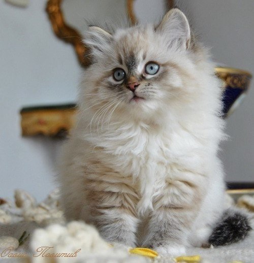 Фотобомбы котов