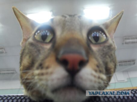 Котовторник 29.5.18