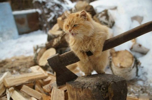 Психанул