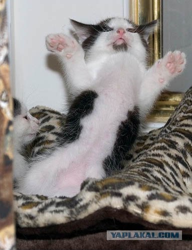Кошак в шоке
