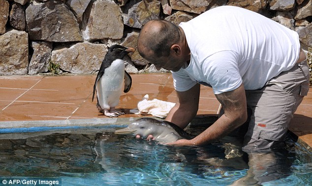 Пингвин и человек спасли дельфиненка