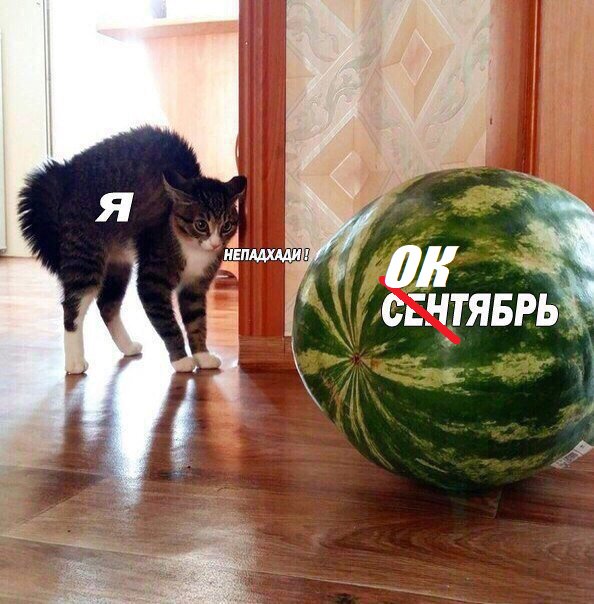 Немного картинок в эту среду