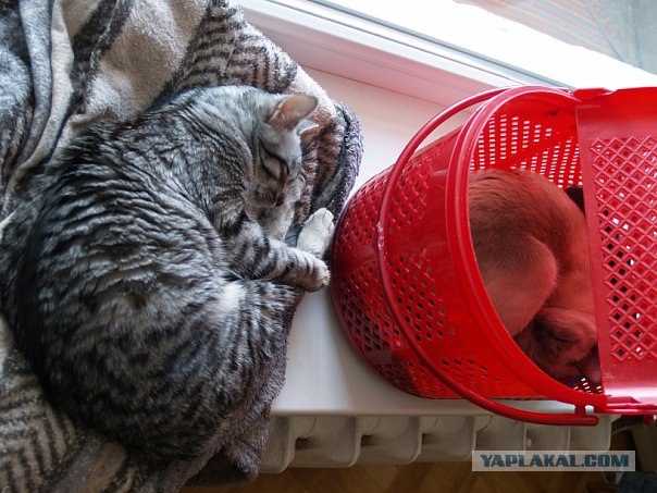 Котовторник. А как же?!