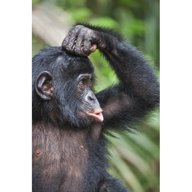 Заповедник Lola ya Bonobo в Конго