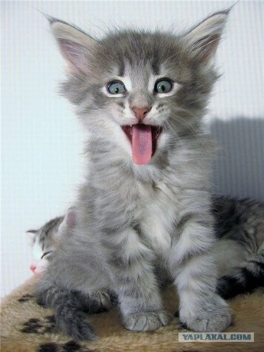 Котовторник на середину июня