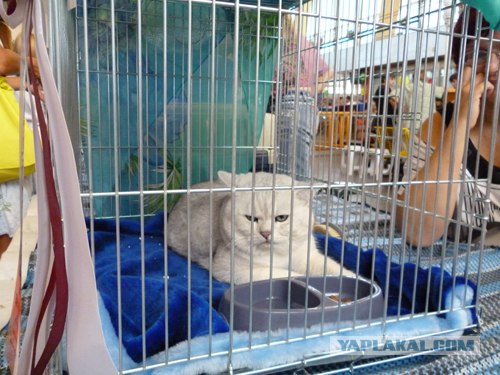 Сонный Котовторник