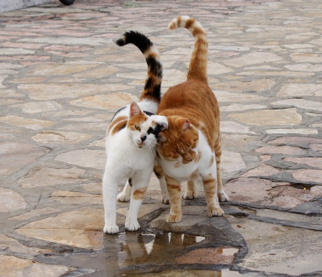 Котовторник 1.11.11