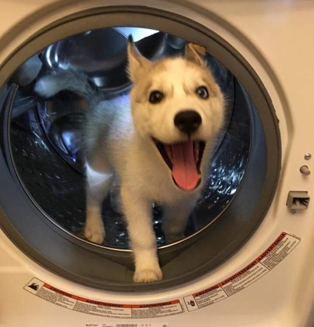 Собаки
