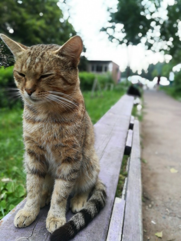 Котовторник однако