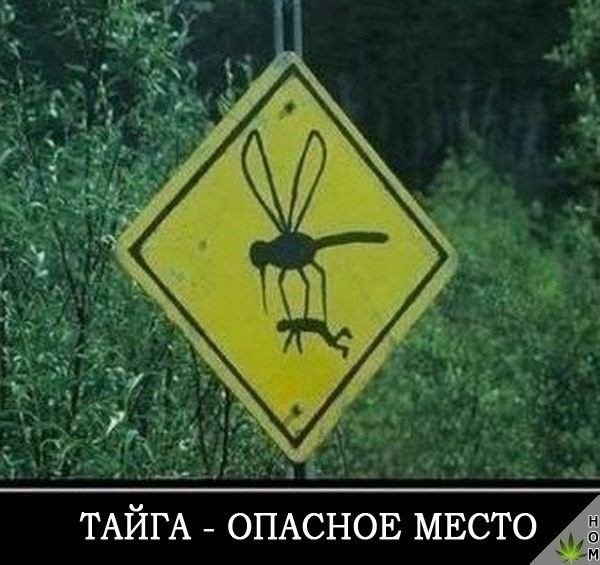 Подонковщина