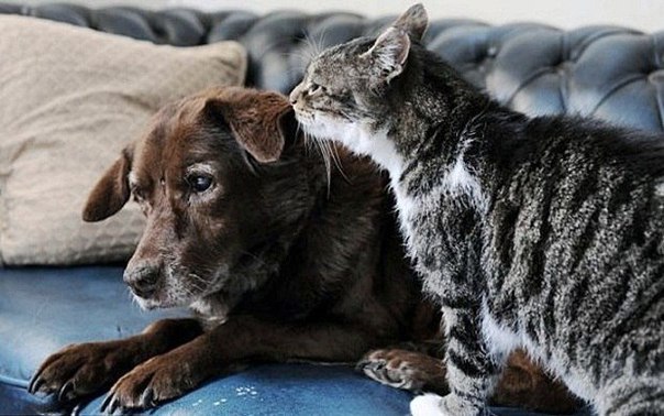 Уже не котовторник, но еще и не собакочетверг