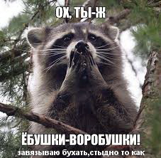Когда твоя девушка круче енота