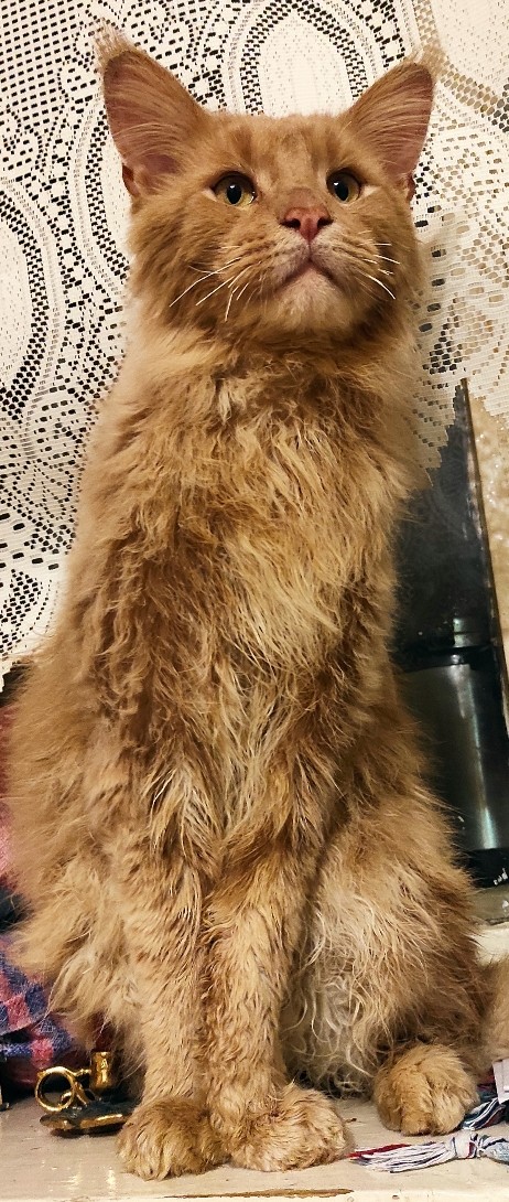 Мы завели кота.