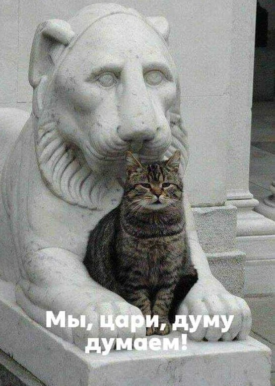 В завершение котовторника.