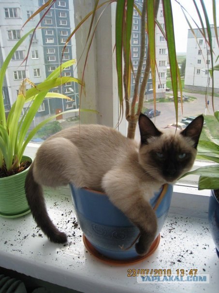 Кошачий погром