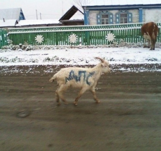 Злостный нарушитель ПДД
