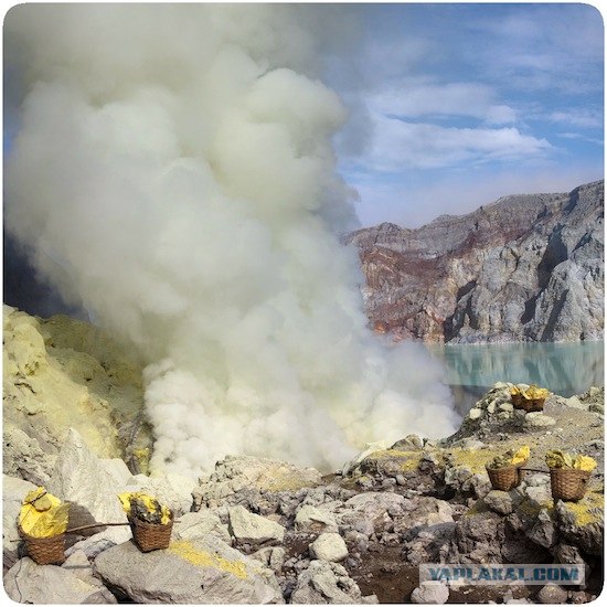 Они живут только 40 лет