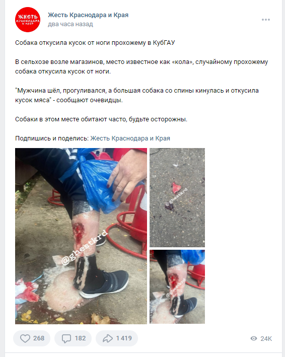 Профессионалы советуют что делать при нападении собаки