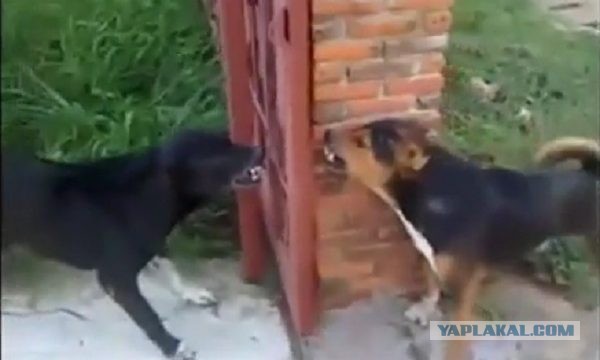 "Весенний неадекват на субару", - назвал свой этюд автор видео