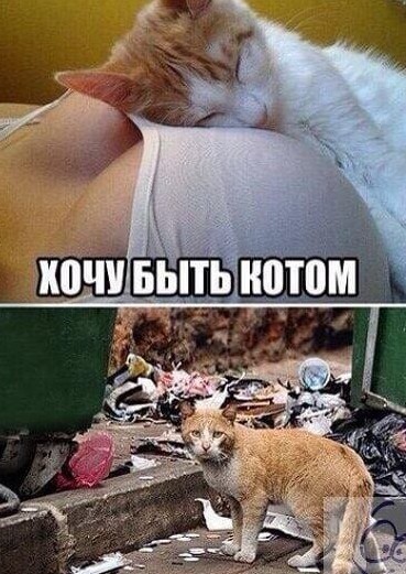 У нас время релакса... А ты работай, бесхвостый!