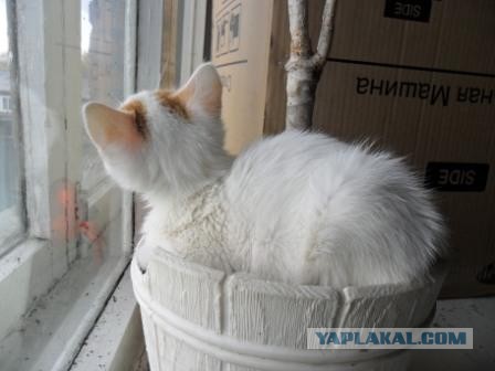 Спишь? Сплю...